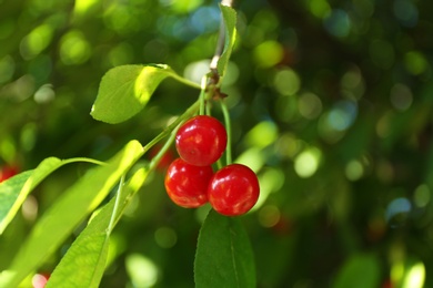 Tasty ripe cherries on tree branch outdoors, closeup