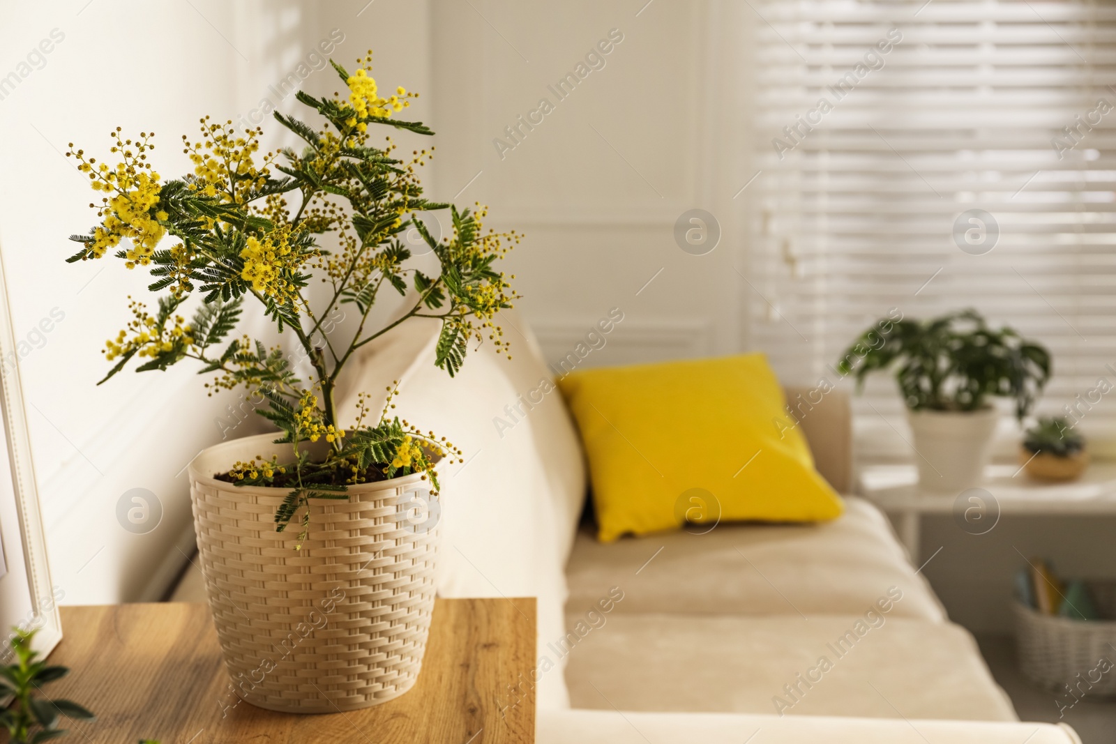 Photo of Beautiful potted mimosa on wooden table in room, space for text