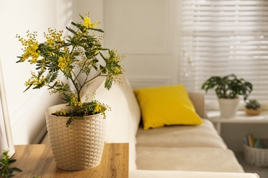 Beautiful potted mimosa on wooden table in room, space for text