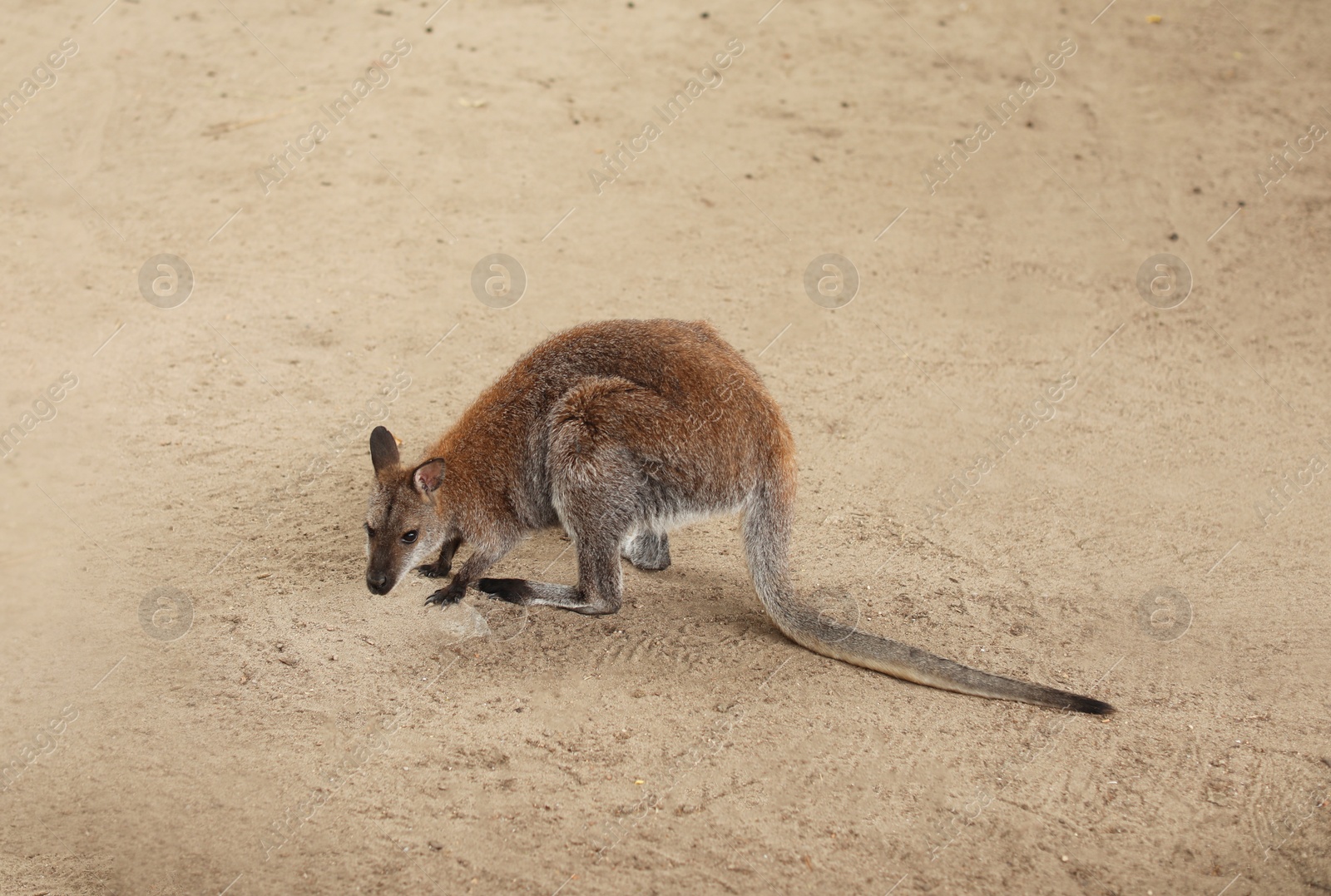 Photo of Cute kangaroo in zoological garden. Wild animal