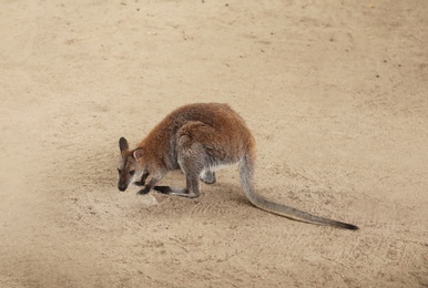 Cute kangaroo in zoological garden. Wild animal