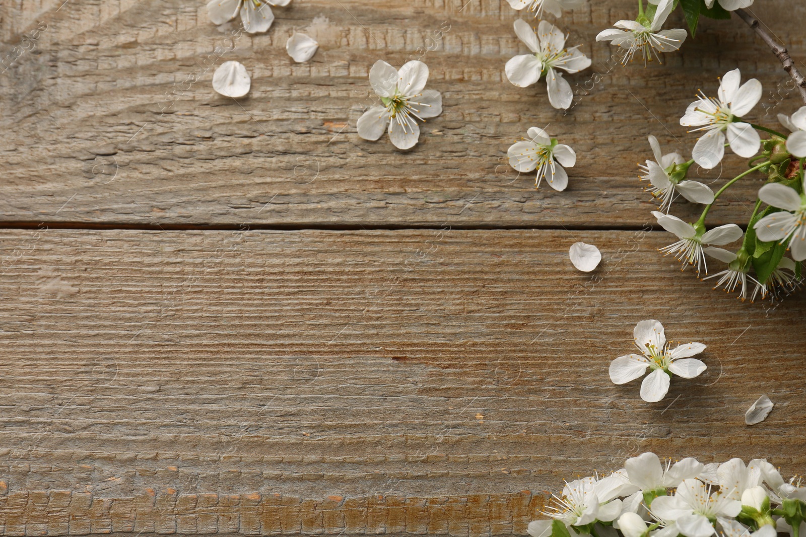 Photo of Spring branch with beautiful blossoms, leaves and petals on wooden table, top view. Space for text