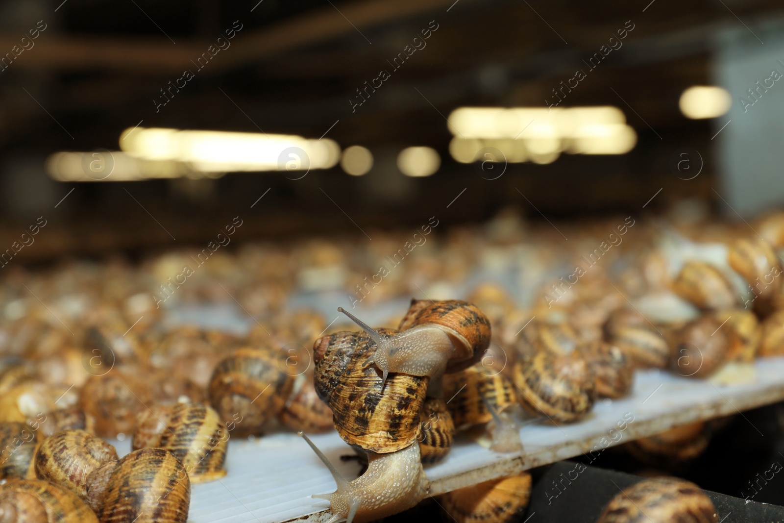 Photo of Many snails crawling on table indoors, space for text