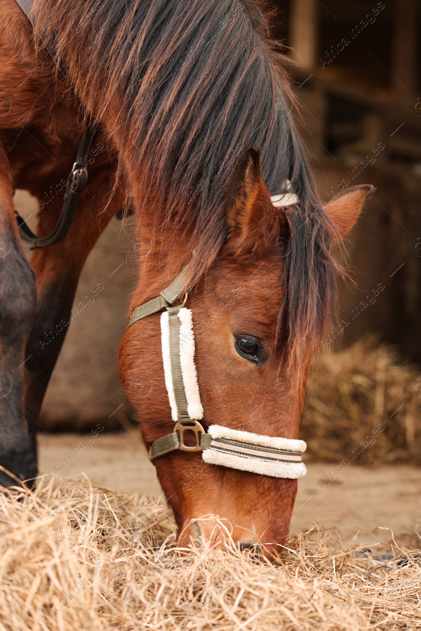 Photo of Adorable chestnut horse eating hay in wooden stable. Lovely domesticated pet