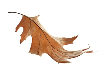 Beautiful autumn leaf on white background. Fall foliage