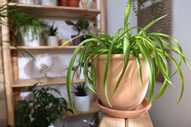 Beautiful potted plants in room. Interior design