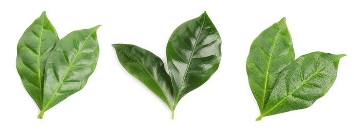 Set with fresh green leaves of coffee plant on white background. Banner design