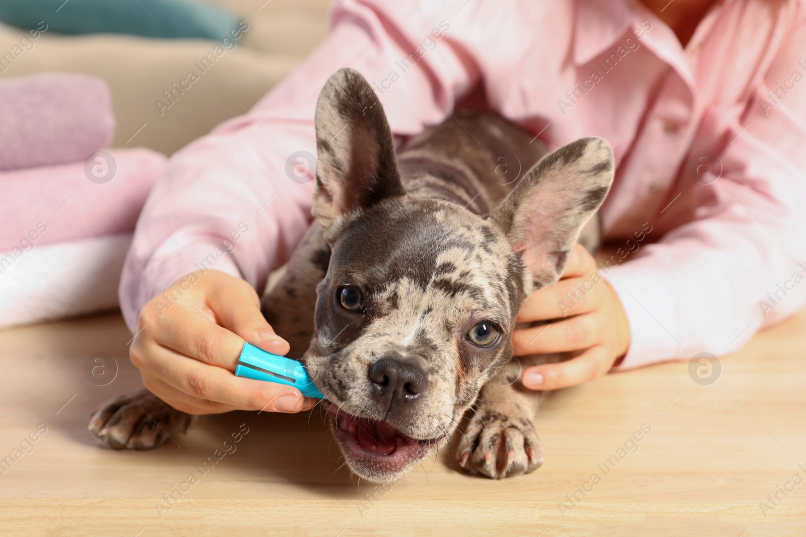 Photo of Woman brushing dog's teeth at table indoors, closeup