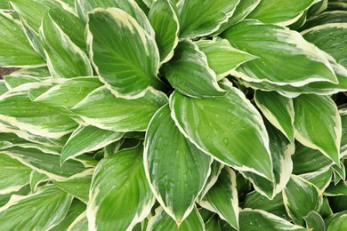 Photo of Beautiful dieffenbachia with wet green leaves as background