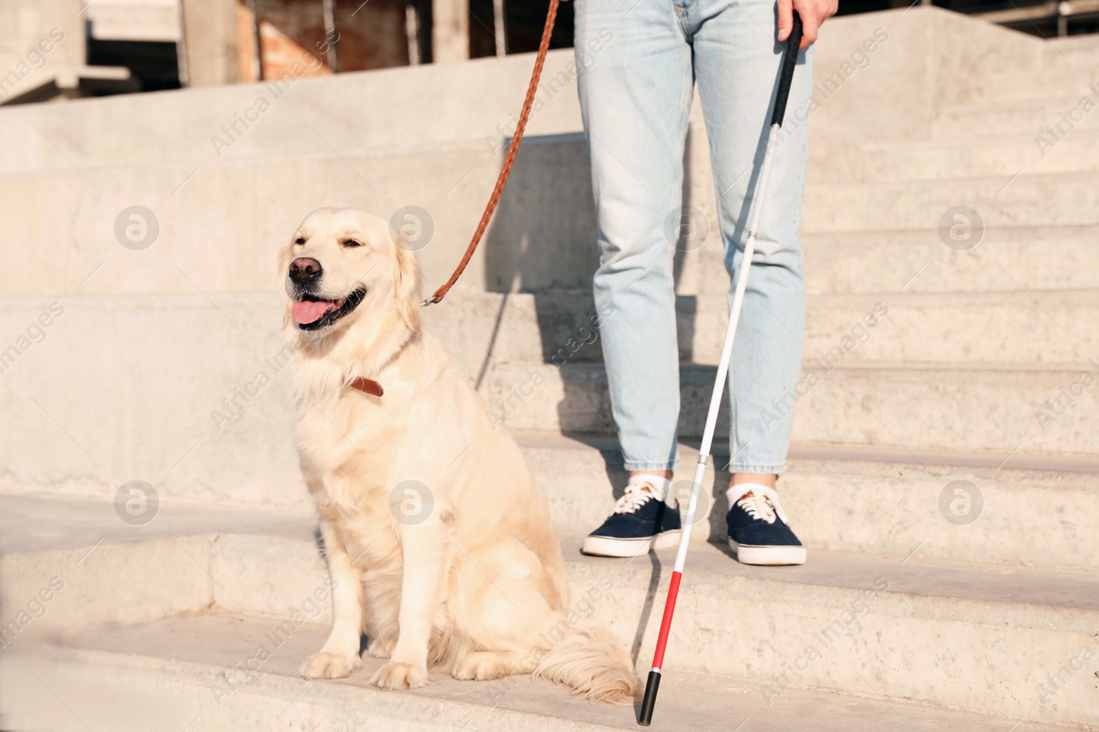 Photo of Guide dog helping blind person with long cane going down stairs outdoors