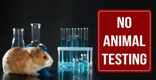 Image of STOP ANIMAL TESTING. Guinea pig and laboratory glassware on table