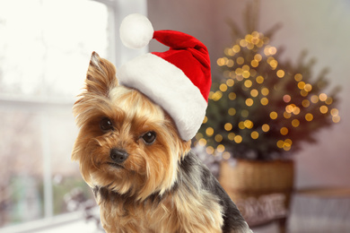 Image of Cute Yorkshire terrier dog with Santa hat and room decorated for Christmas on background
