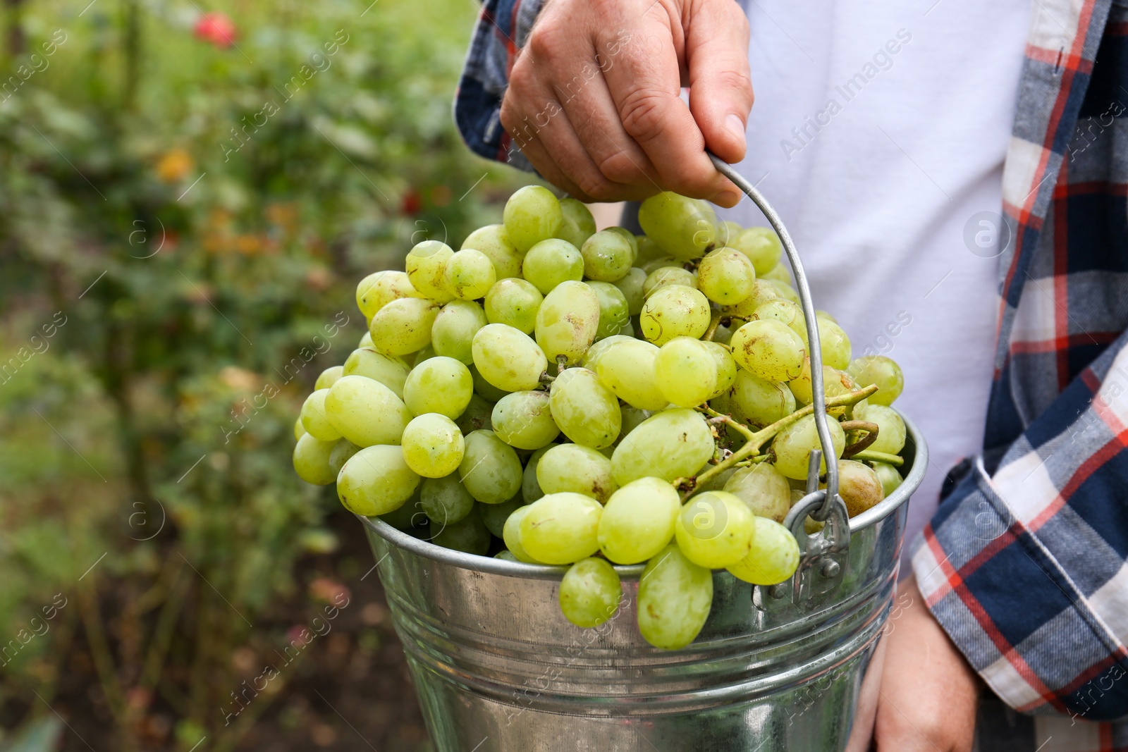 Photo of Farmer holding bucket with ripe grapes in vineyard, closeup. Space for text