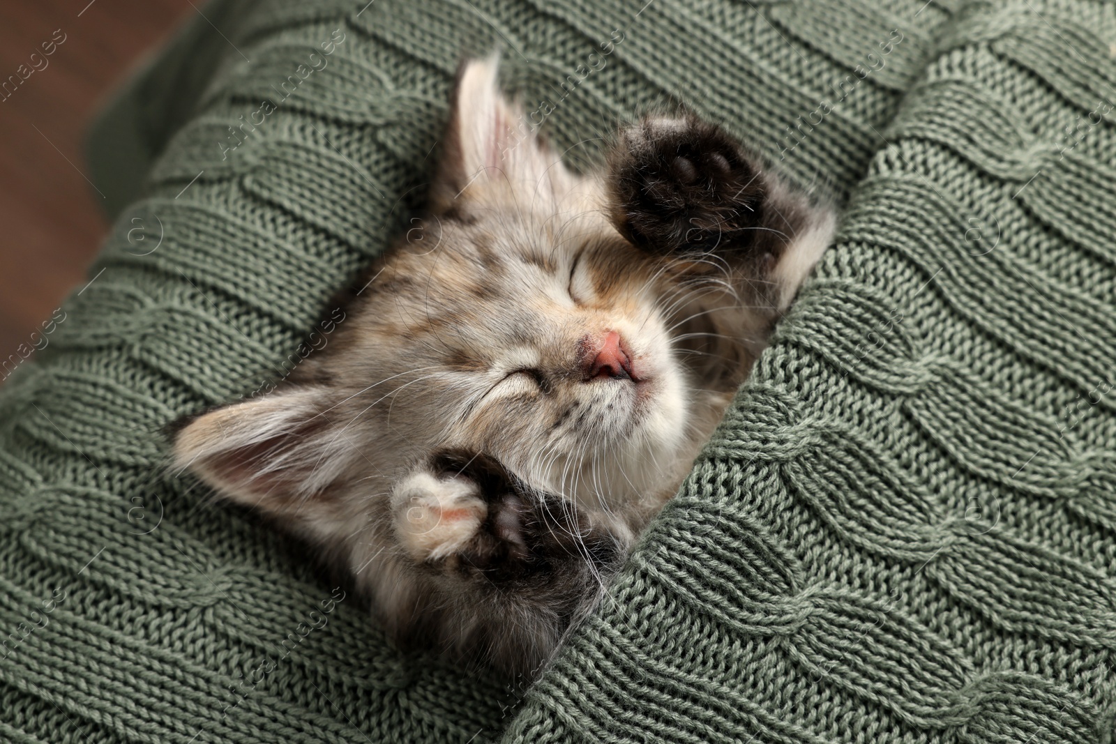 Photo of Cute kitten sleeping in knitted blanket. Baby animal