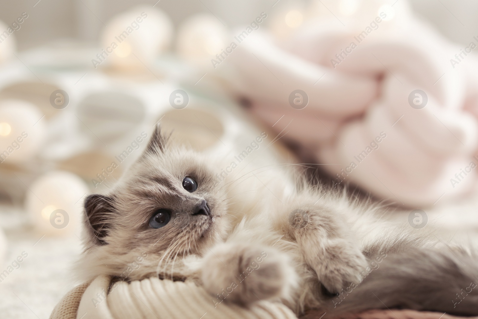 Photo of Portrait of cute cat with knitted blanket at home. Warm and cozy winter