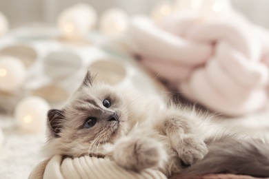 Photo of Portrait of cute cat with knitted blanket at home. Warm and cozy winter