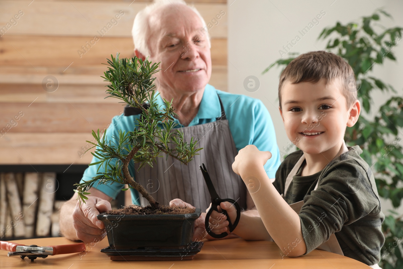 Photo of Senior man with little grandson taking care of Japanese bonsai plant indoors. Creating zen atmosphere at home