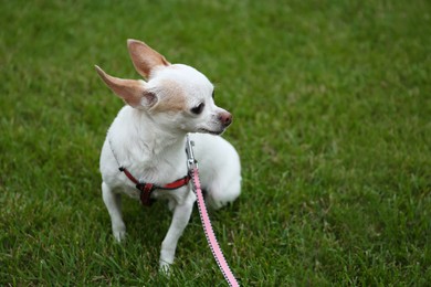 Photo of Cute little Chihuahua with leash on green grass outdoors. Dog walking