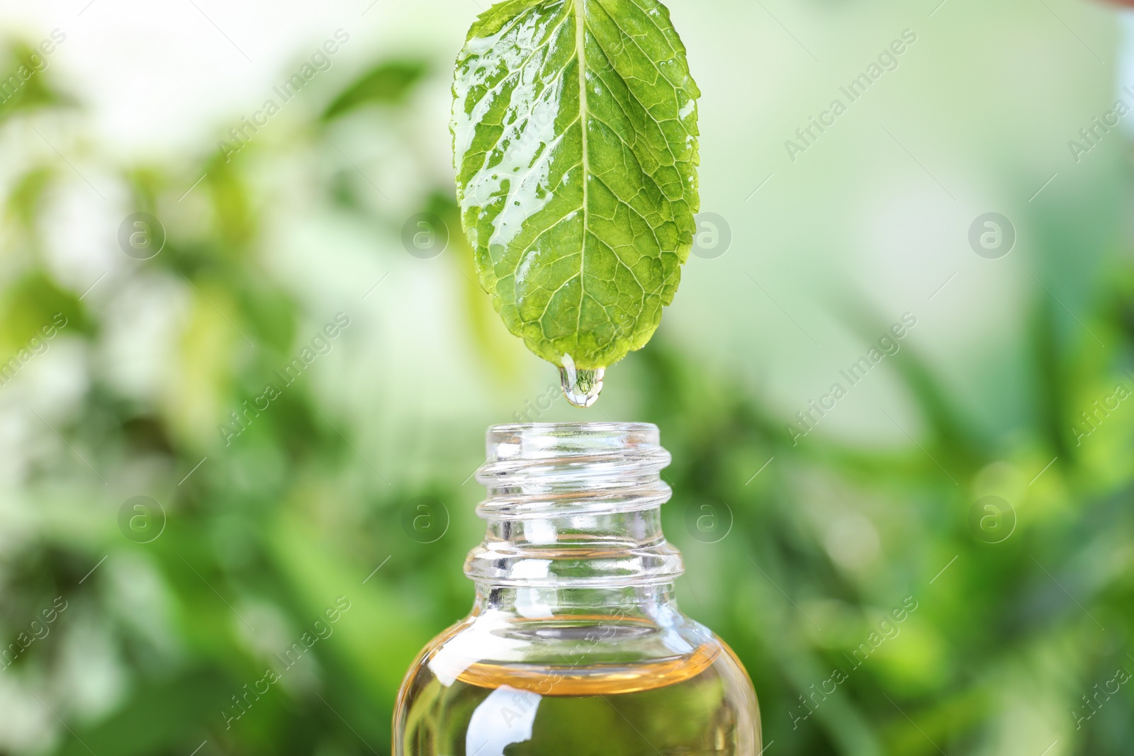 Photo of Essential oil dripping from mint leaf into glass bottle on blurred background, closeup