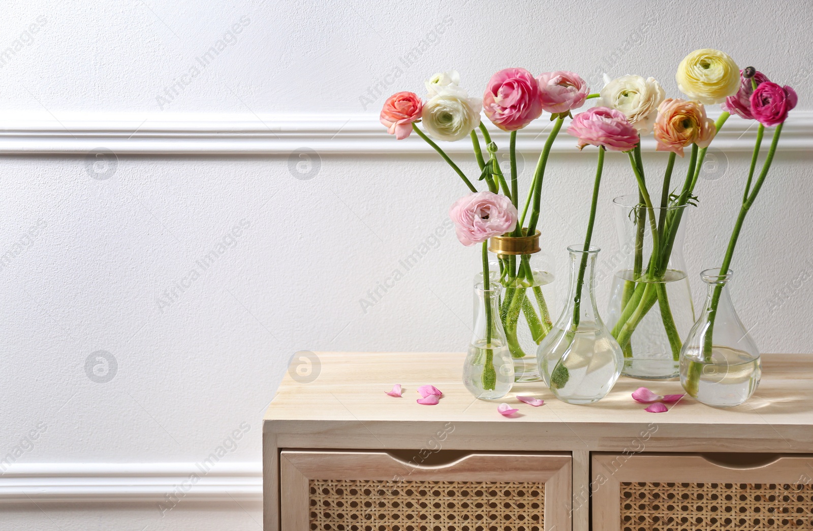 Photo of Beautiful ranunculus flowers on wooden commode near wall in room. Space for text