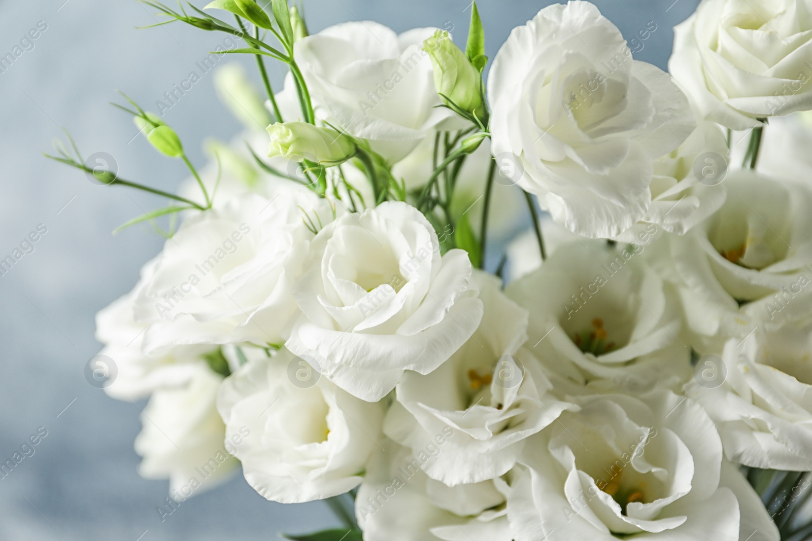 Photo of Beautiful bouquet of Eustoma flowers, close up view