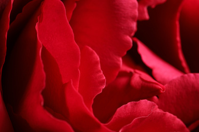 Closeup view of beautiful blooming rose as background. Floral decor