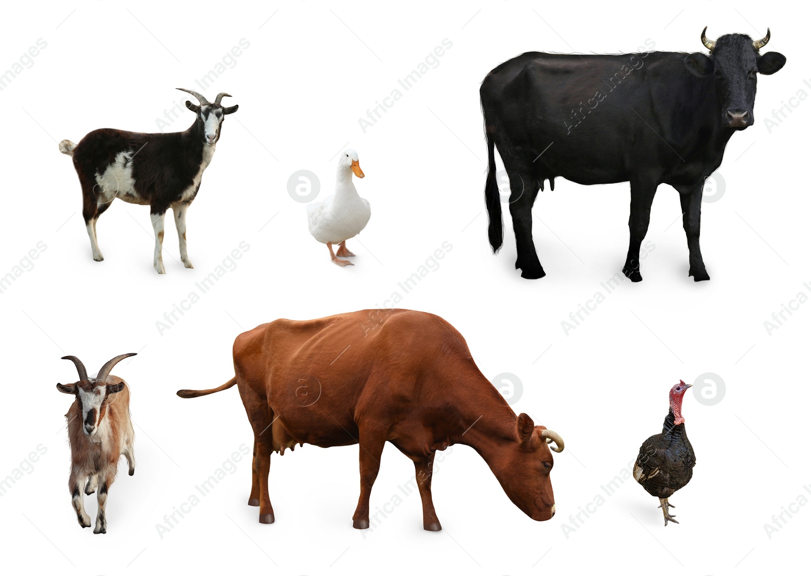 Image of Different farm animals on white background, collage