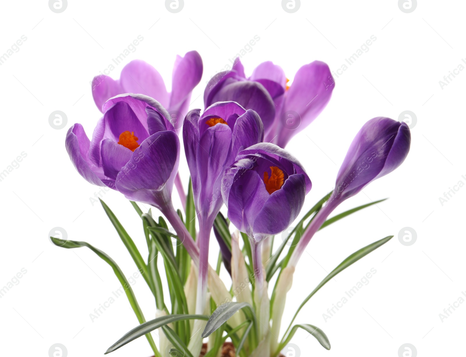 Photo of Beautiful purple crocus flowers on white background