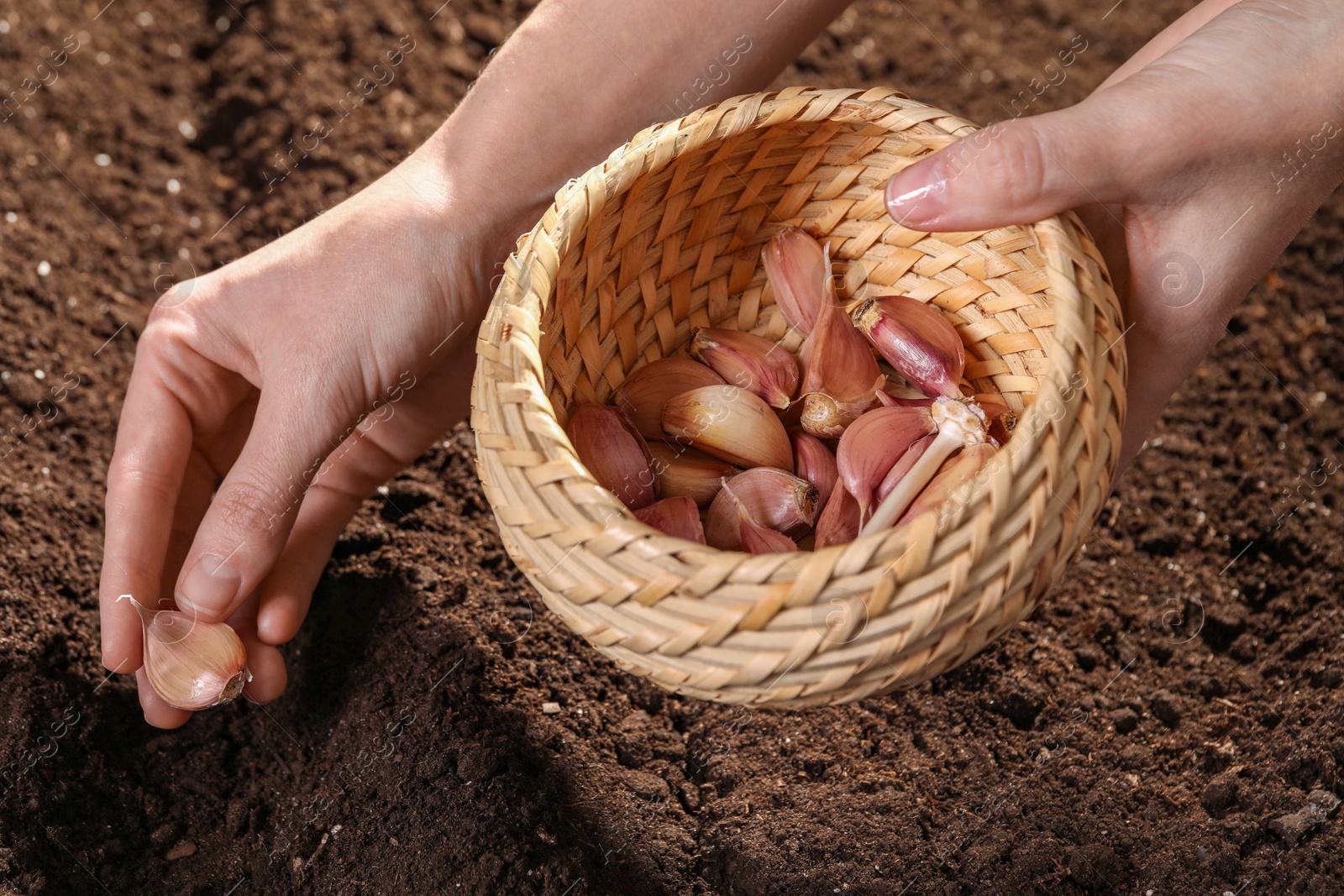 Photo of Woman planting garlic cloves into fertile soil, closeup