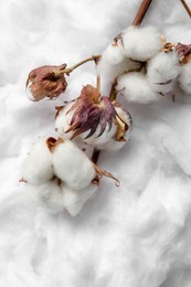 Photo of Dry cotton branch with flowers on white fluffy background, top view