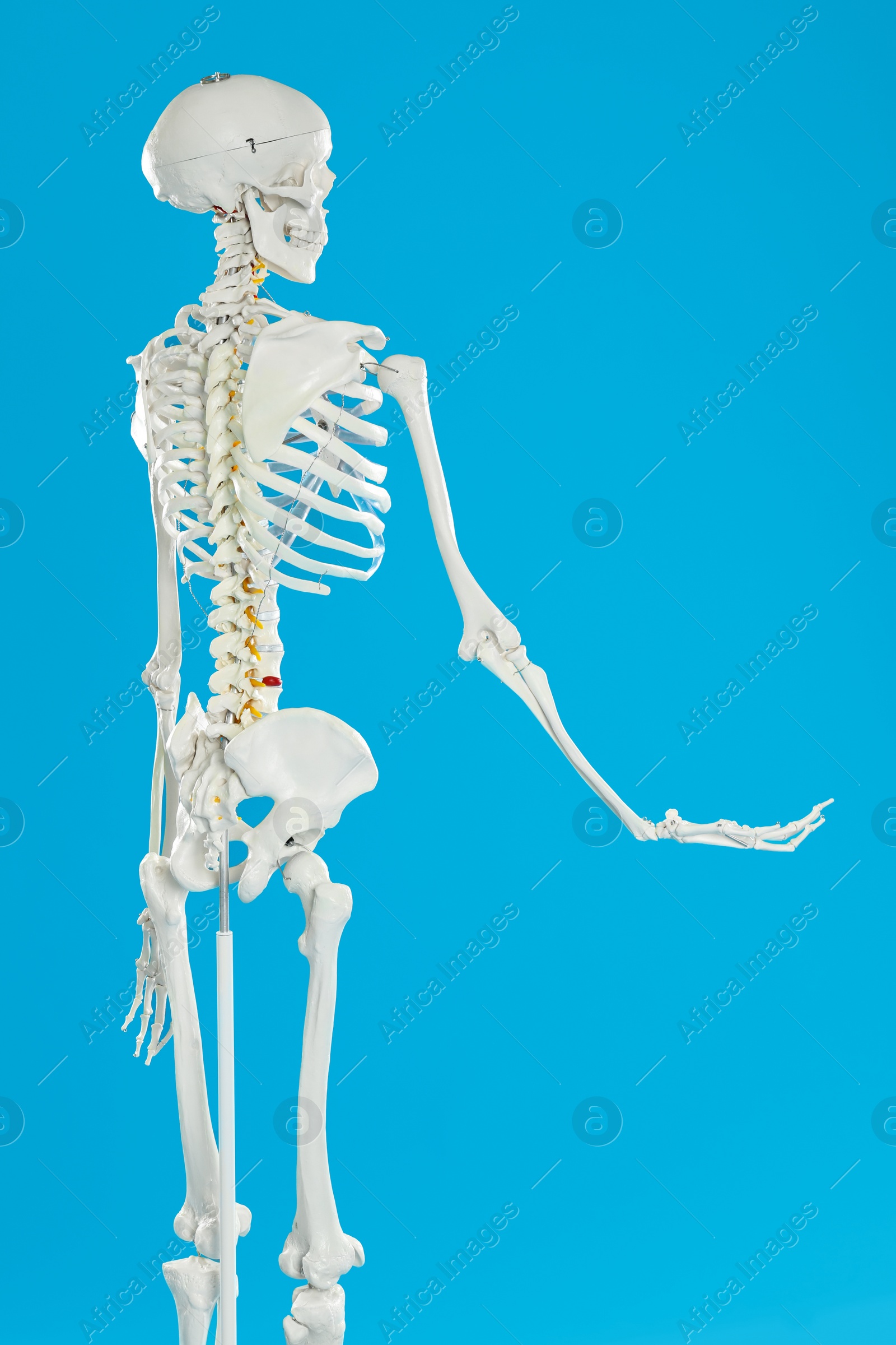 Photo of Artificial human skeleton model on blue background