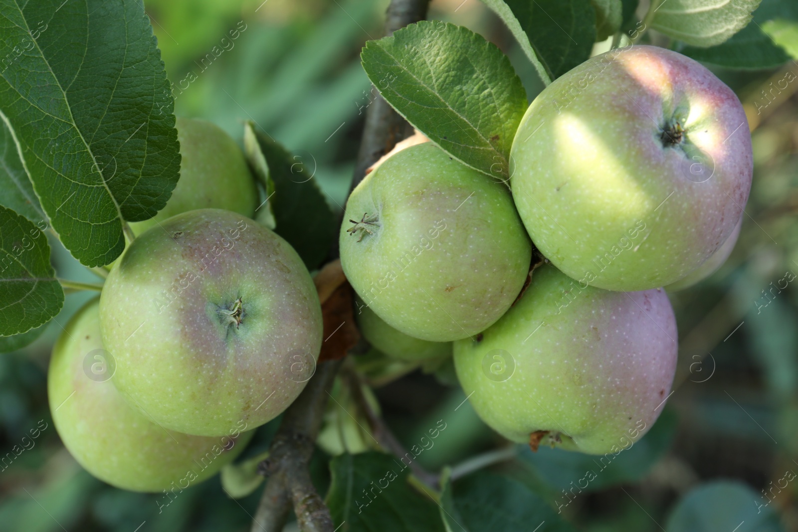 Photo of Fresh and ripe apples on tree branch, closeup