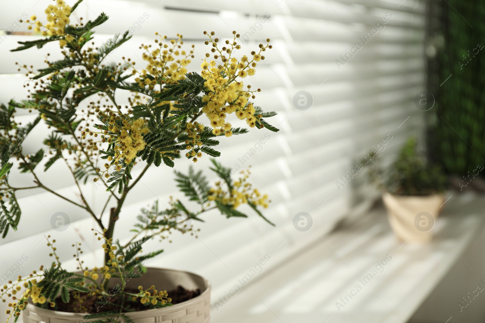 Photo of Beautiful mimosa in pot on window sill, closeup. Space for text