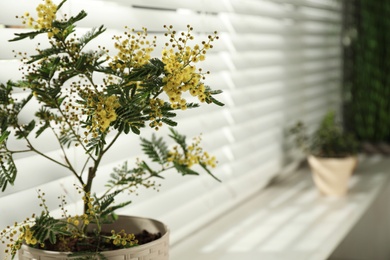 Beautiful mimosa in pot on window sill, closeup. Space for text