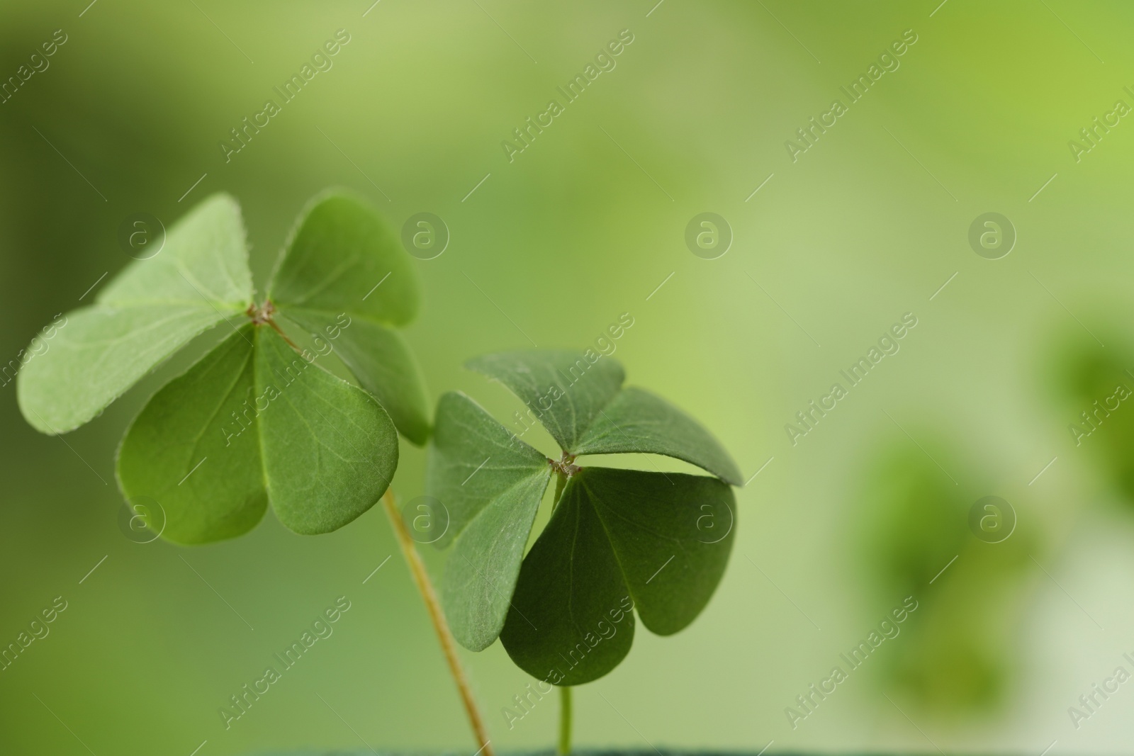 Photo of Clover leaves on blurred background, closeup. St. Patrick's Day symbol