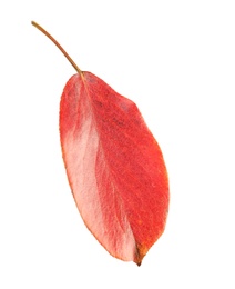 Photo of Beautiful autumn leaf on white background. Fall foliage