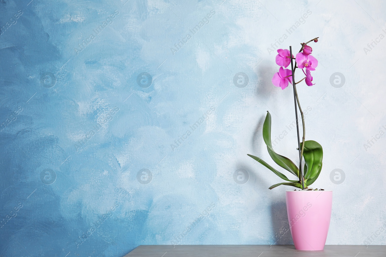 Photo of Beautiful tropical orchid flower in pot on table near color wall. Space for text