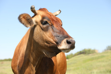 Photo of Beautiful brown cow outdoors on sunny day. Animal husbandry