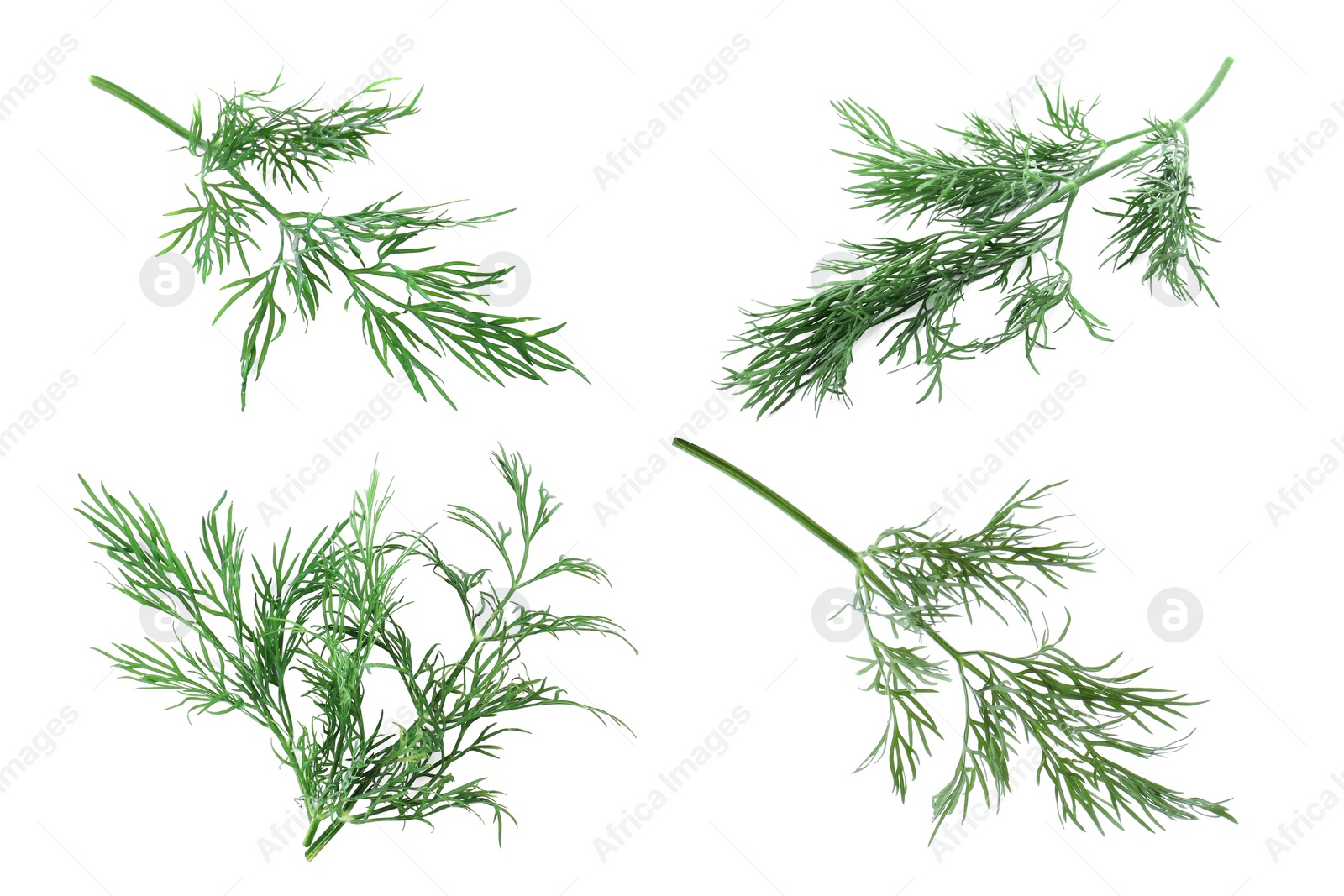 Image of Set of fresh dill isolated on white