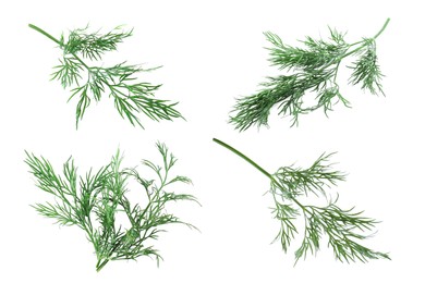 Set of fresh dill isolated on white