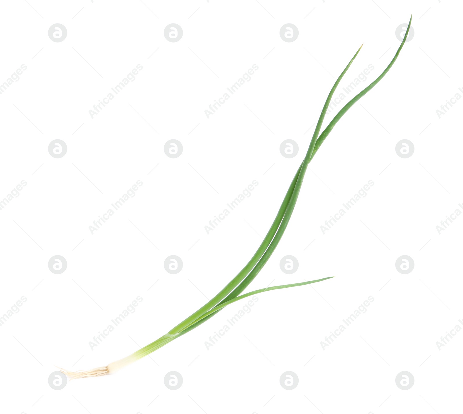 Photo of Fresh green spring onion isolated on white