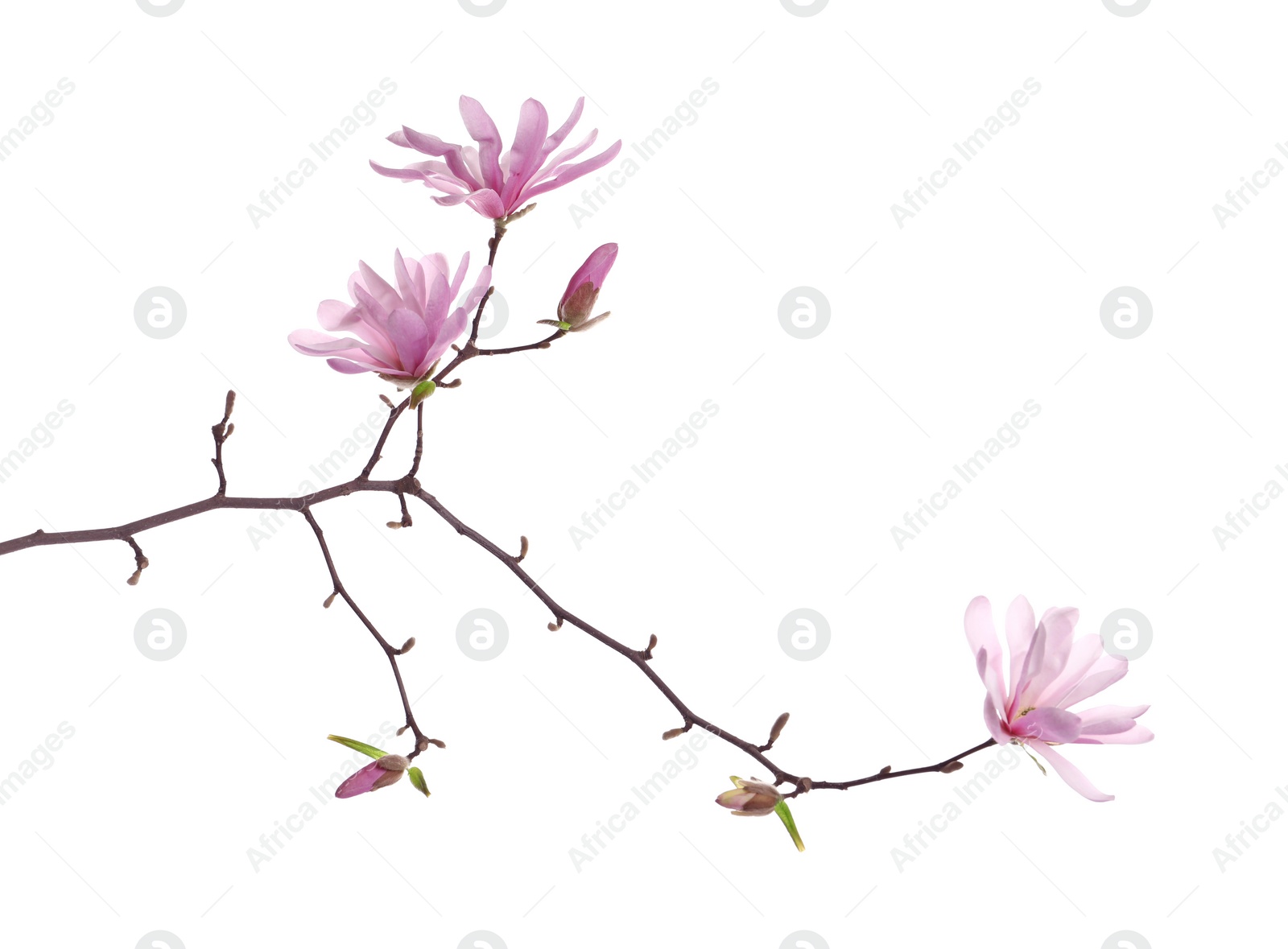 Photo of Magnolia tree branch with beautiful flowers isolated on white