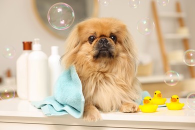 Photo of Cute Pekingese dog with towel, bottles, rubber ducks and bubbles in bathroom. Pet hygiene