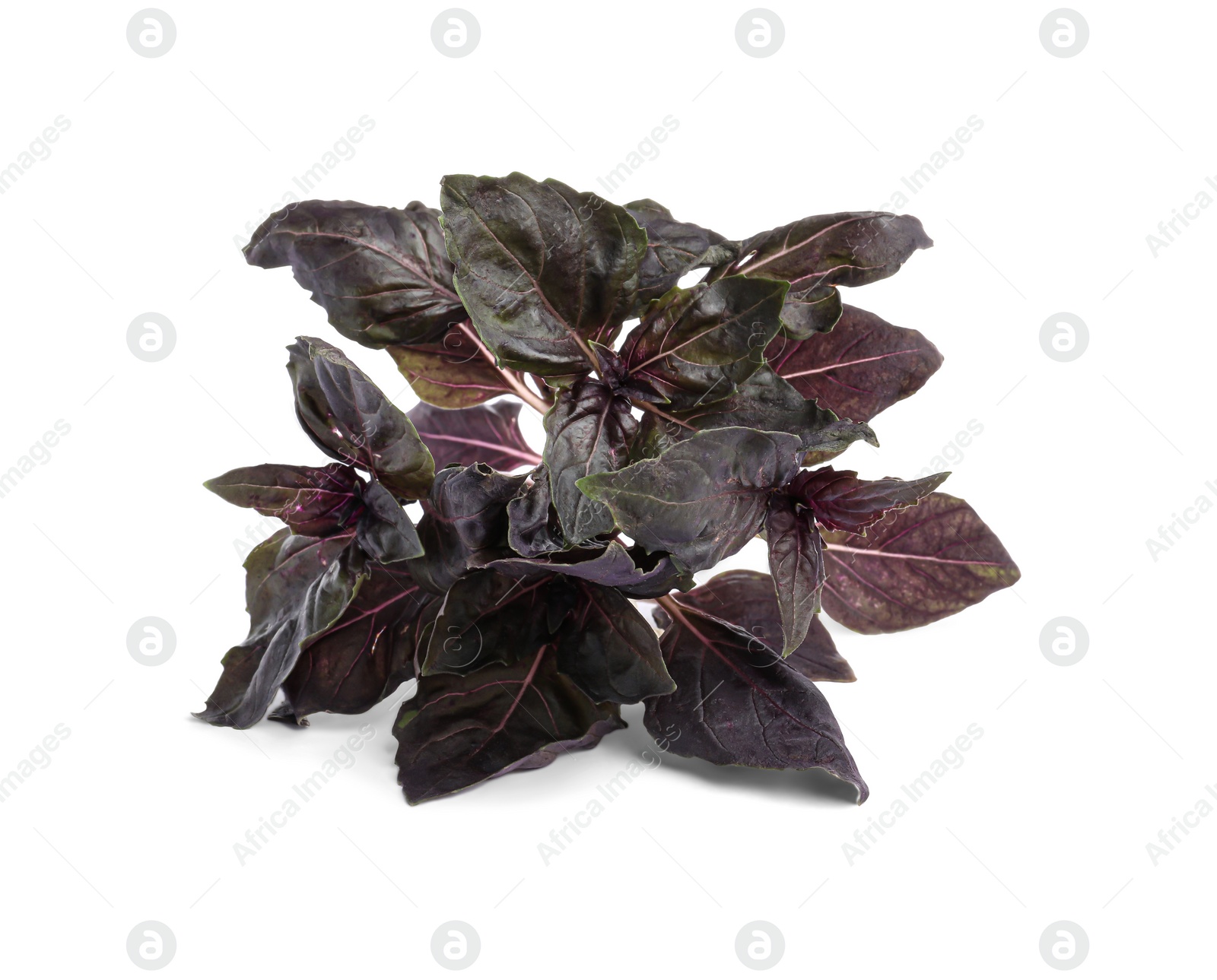 Photo of Aromatic fresh purple basil leaves on white background