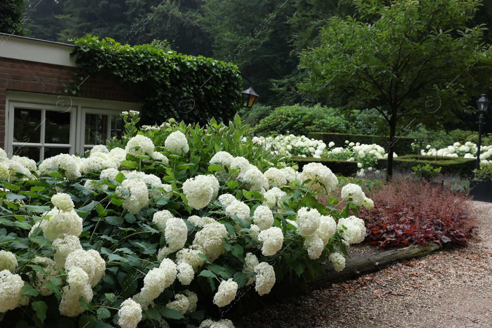 Photo of Beautiful blooming white hydrangeas in front yard of house. Landscape design