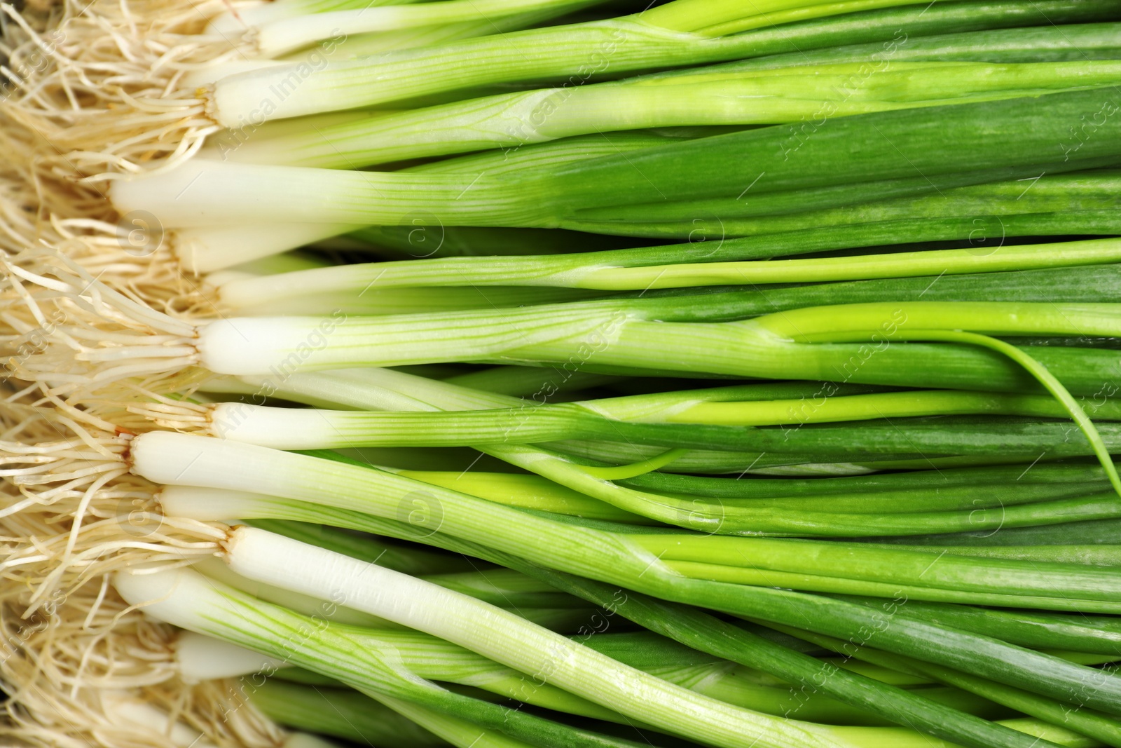 Photo of Fresh green onions as background, top view