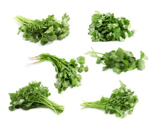 Set with fresh coriander on white background