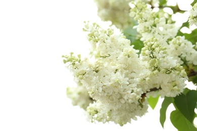 Photo of Blossoming lilac outdoors on spring day