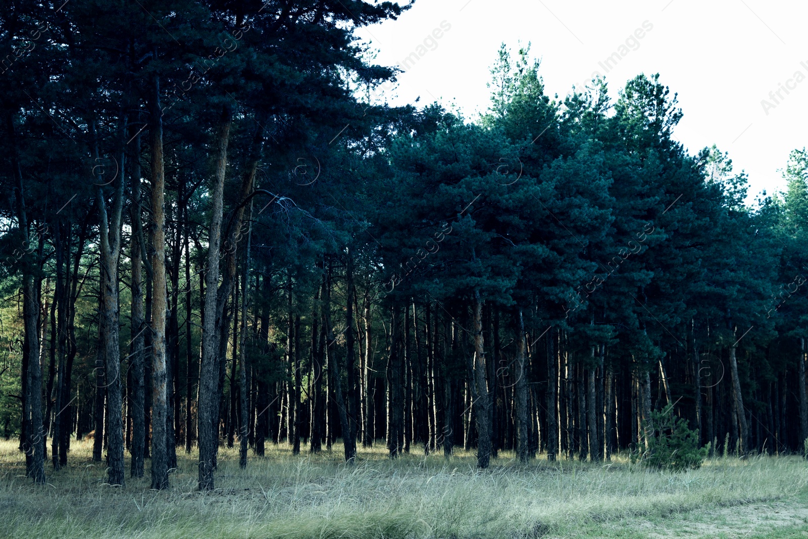 Photo of Beautiful view of pine forest. Fantasy setting