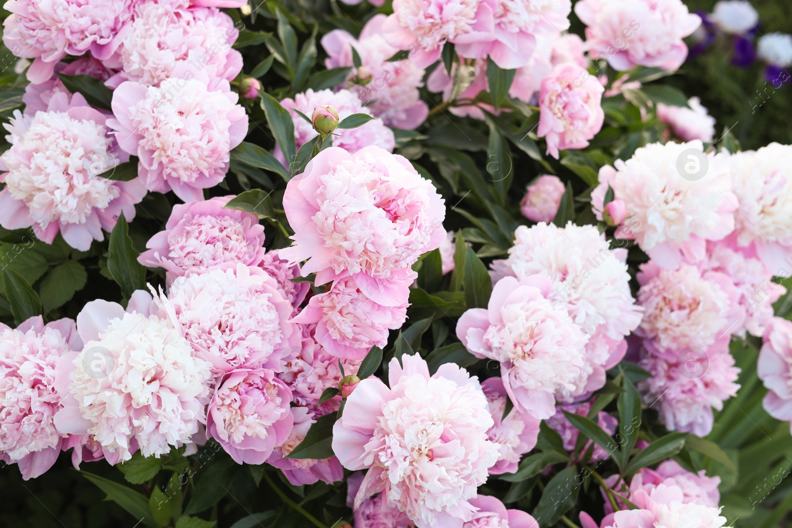 Photo of Beautiful pink peony flowers outdoors, closeup view